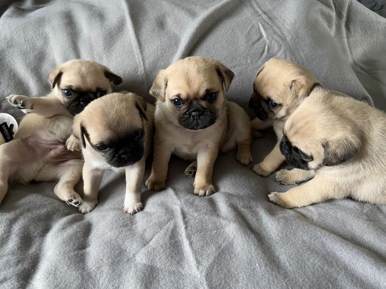 Home Raised Pug Puppies  Available photo